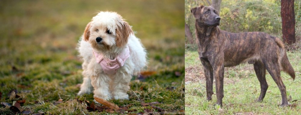 Treeing Tennessee Brindle vs West Highland White Terrier - Breed Comparison