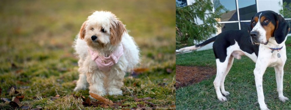 Treeing Walker Coonhound vs West Highland White Terrier - Breed Comparison