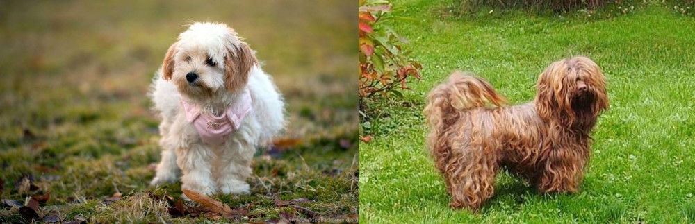 Tsvetnaya Bolonka vs West Highland White Terrier - Breed Comparison