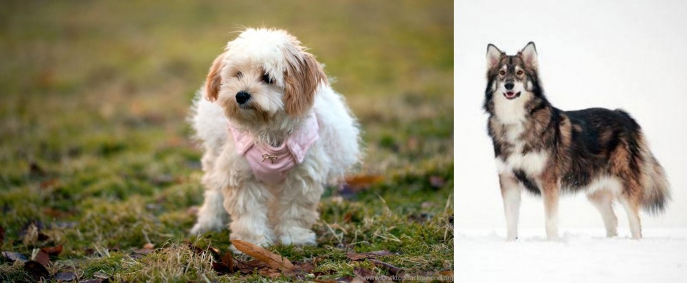 Utonagan vs West Highland White Terrier - Breed Comparison