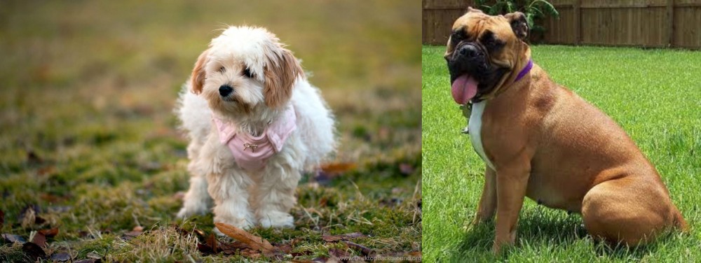 Valley Bulldog vs West Highland White Terrier - Breed Comparison