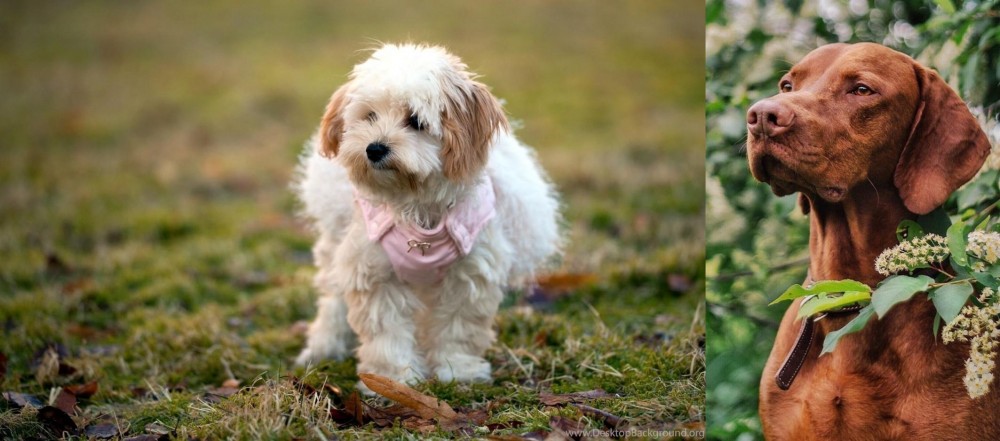 Vizsla vs West Highland White Terrier - Breed Comparison
