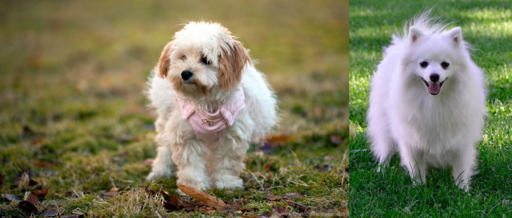 Volpino Italiano vs West Highland White Terrier - Breed Comparison