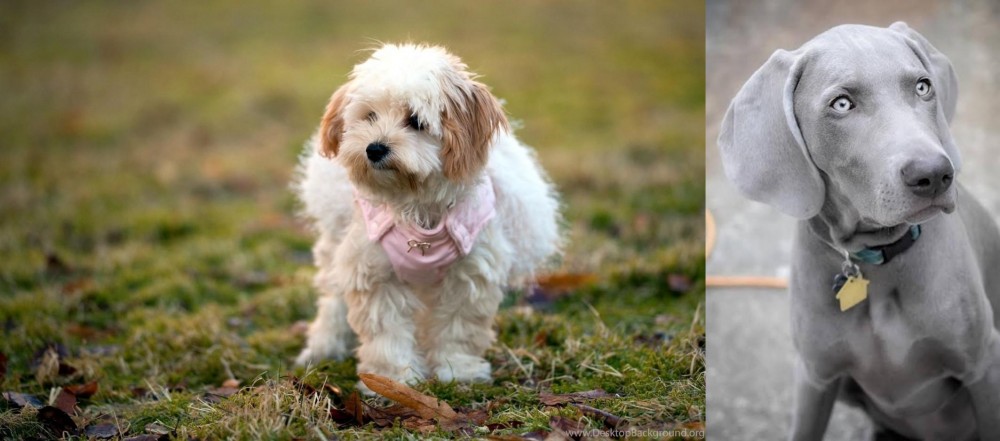 Weimaraner vs West Highland White Terrier - Breed Comparison
