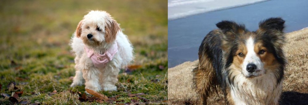 Welsh Sheepdog vs West Highland White Terrier - Breed Comparison