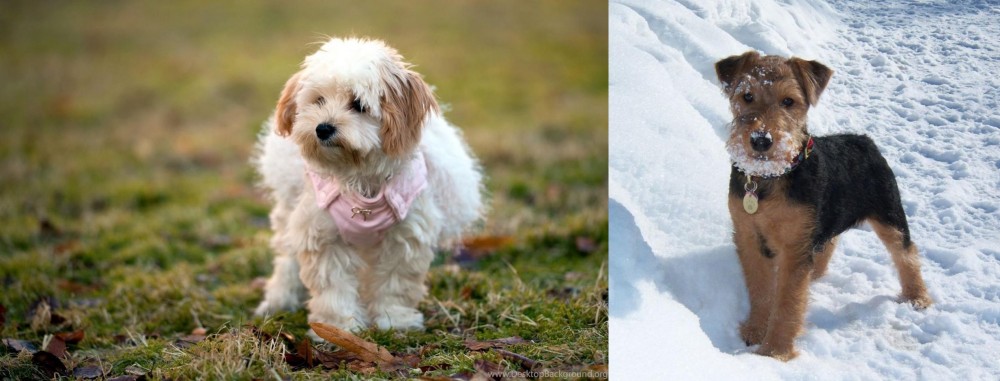 Welsh Terrier vs West Highland White Terrier - Breed Comparison