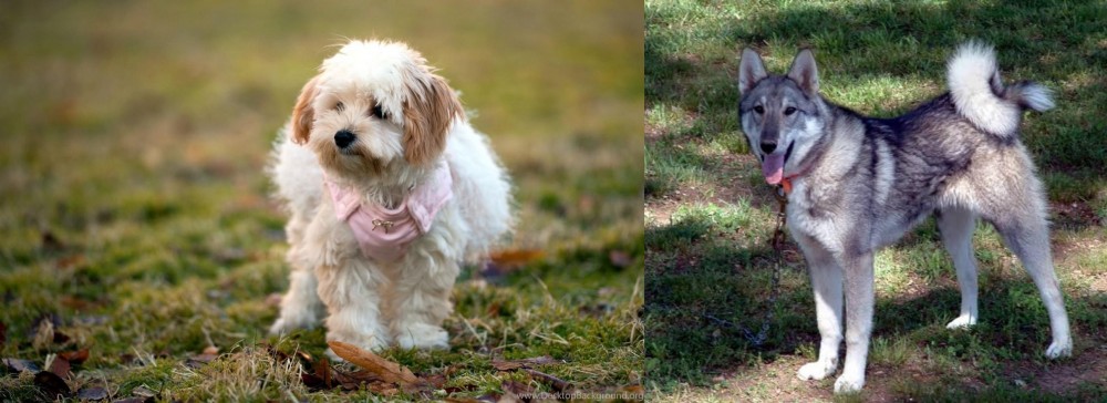 West Siberian Laika vs West Highland White Terrier - Breed Comparison