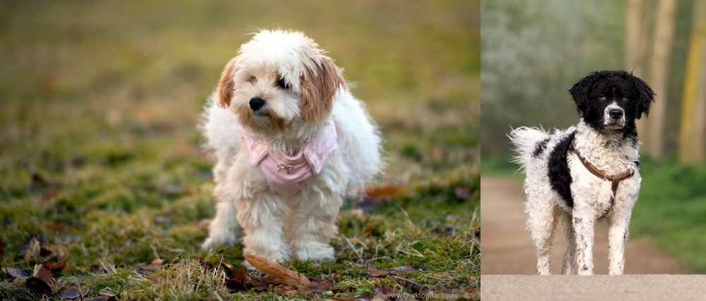 Wetterhoun vs West Highland White Terrier - Breed Comparison