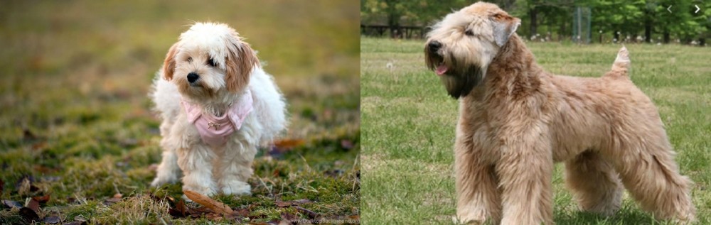 Wheaten Terrier vs West Highland White Terrier - Breed Comparison