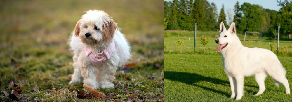 White Shepherd vs West Highland White Terrier - Breed Comparison