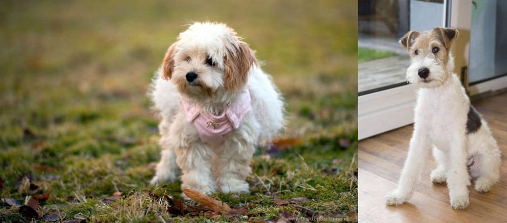 Wire Fox Terrier vs West Highland White Terrier - Breed Comparison