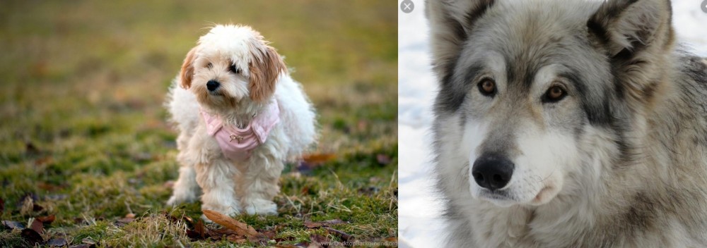 Wolfdog vs West Highland White Terrier - Breed Comparison