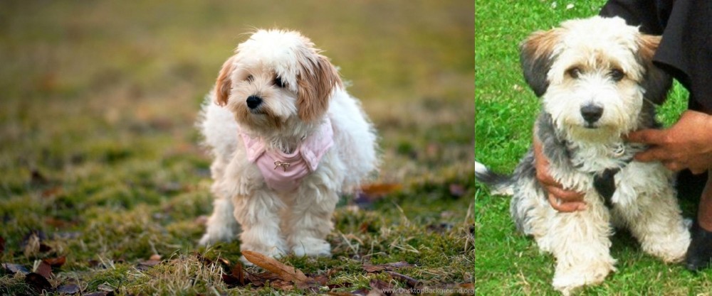 Yo-Chon vs West Highland White Terrier - Breed Comparison