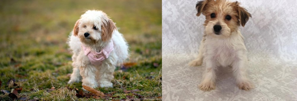 Yochon vs West Highland White Terrier - Breed Comparison