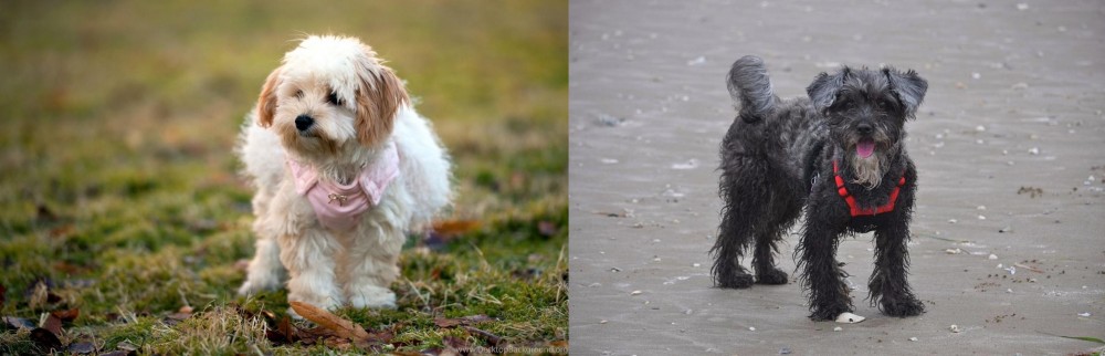 YorkiePoo vs West Highland White Terrier - Breed Comparison