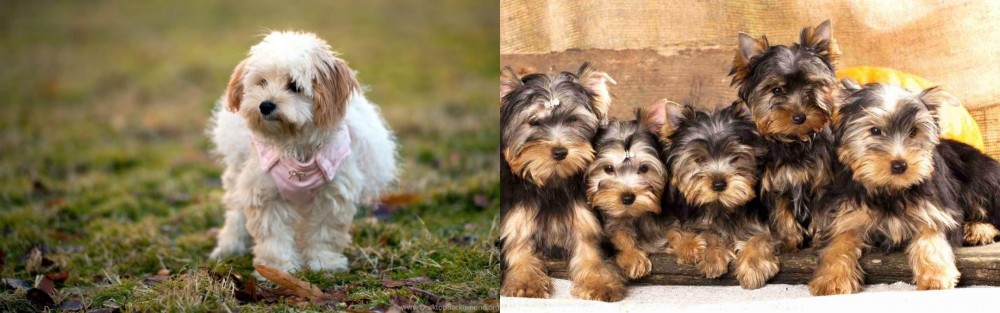 Yorkshire Terrier vs West Highland White Terrier - Breed Comparison