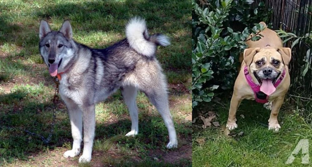 Beabull vs West Siberian Laika - Breed Comparison