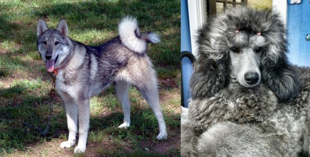 Standard Poodle vs West Siberian Laika - Breed Comparison