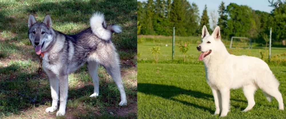 White Shepherd vs West Siberian Laika - Breed Comparison