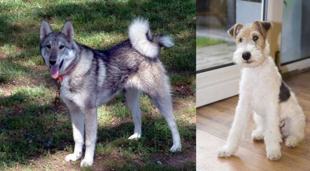 Wire Fox Terrier vs West Siberian Laika - Breed Comparison