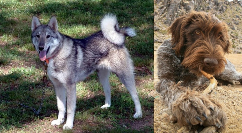 Wirehaired Pointing Griffon vs West Siberian Laika - Breed Comparison