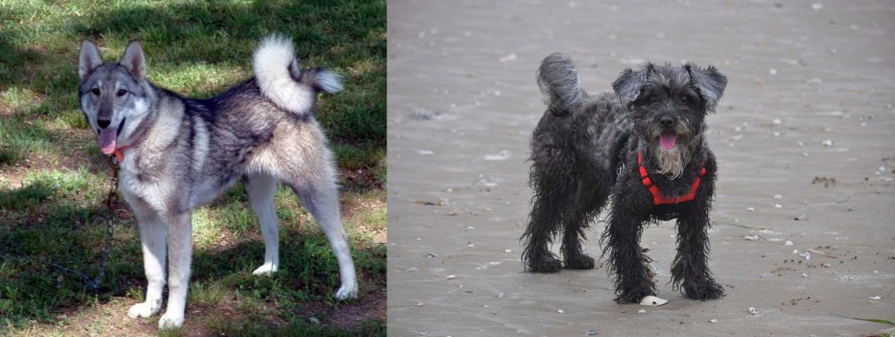 YorkiePoo vs West Siberian Laika - Breed Comparison
