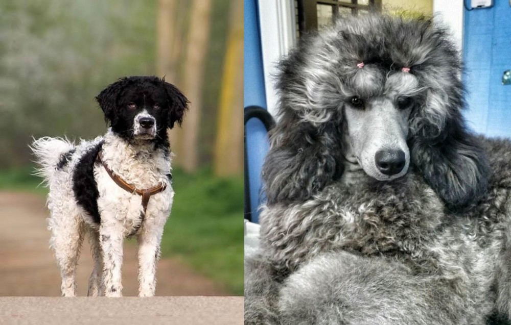Standard Poodle vs Wetterhoun - Breed Comparison