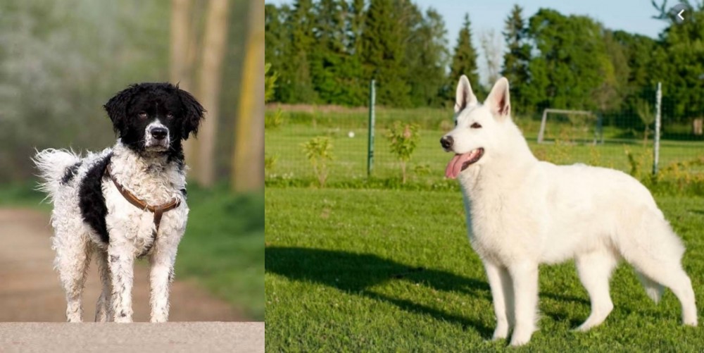 White Shepherd vs Wetterhoun - Breed Comparison