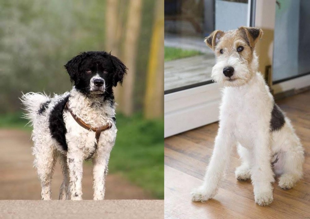 Wire Fox Terrier vs Wetterhoun - Breed Comparison