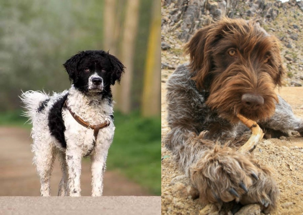Wirehaired Pointing Griffon vs Wetterhoun - Breed Comparison