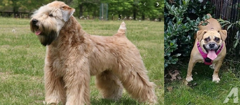 Beabull vs Wheaten Terrier - Breed Comparison