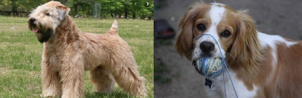 Cockalier vs Wheaten Terrier - Breed Comparison