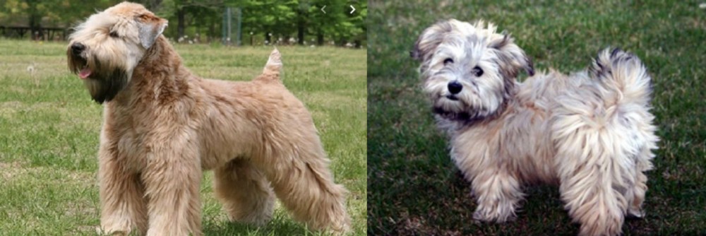 Havapoo vs Wheaten Terrier - Breed Comparison