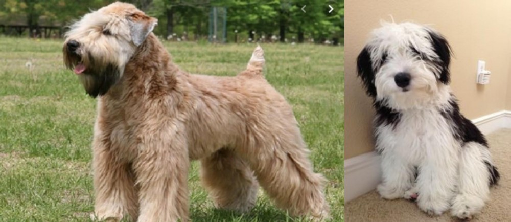 Mini Sheepadoodles vs Wheaten Terrier - Breed Comparison
