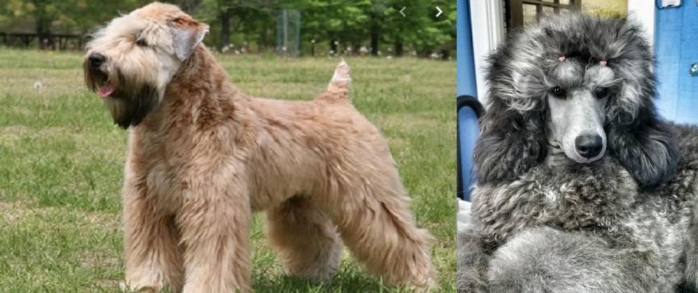 Standard Poodle vs Wheaten Terrier - Breed Comparison