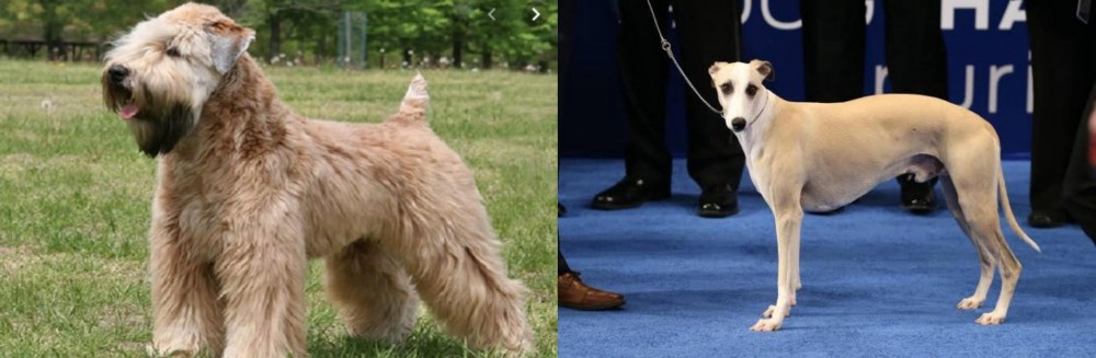 Whippet vs Wheaten Terrier - Breed Comparison