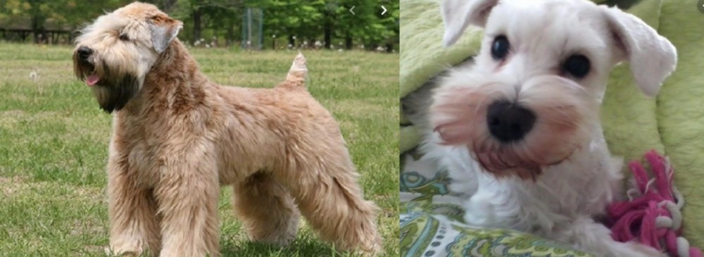 White Schnauzer vs Wheaten Terrier - Breed Comparison