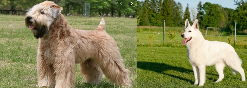 White Shepherd vs Wheaten Terrier - Breed Comparison