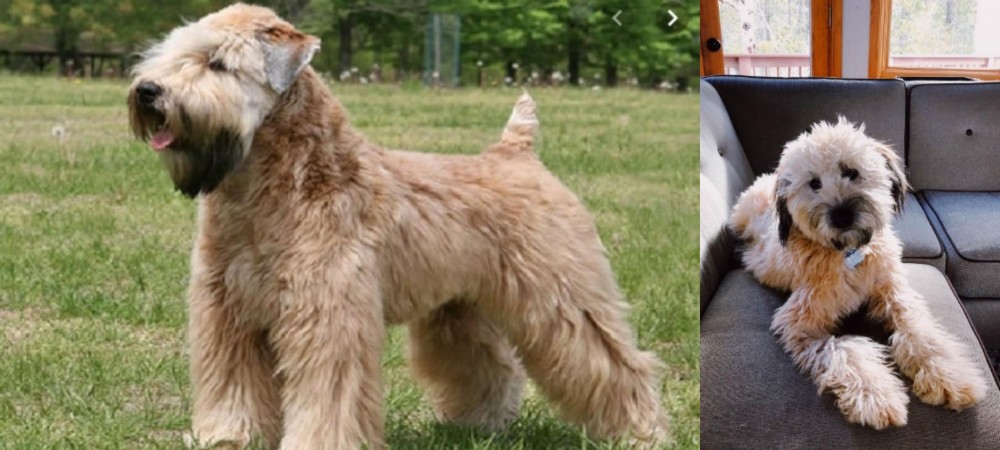 Whoodles vs Wheaten Terrier - Breed Comparison