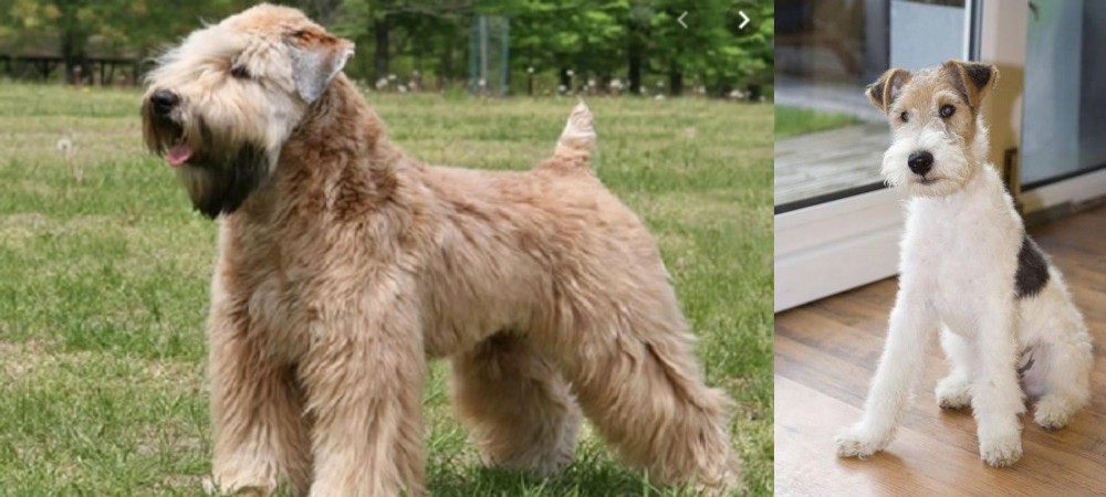 Wire Fox Terrier vs Wheaten Terrier - Breed Comparison