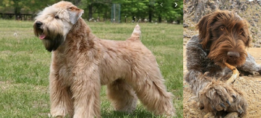 Wirehaired Pointing Griffon vs Wheaten Terrier - Breed Comparison