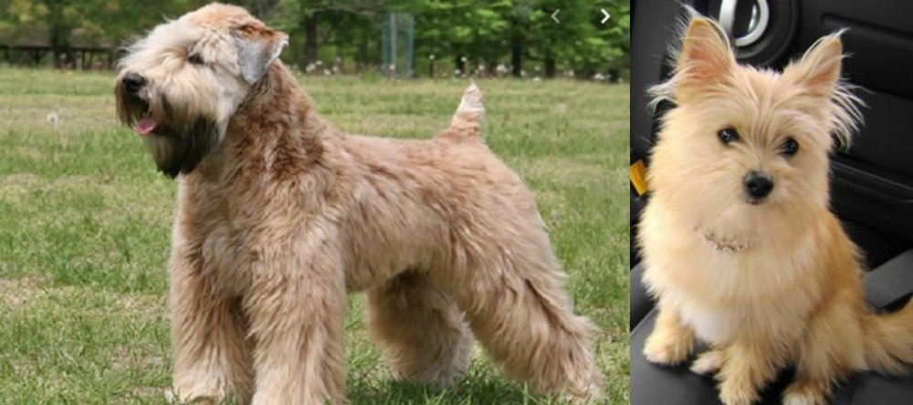 Yoranian vs Wheaten Terrier - Breed Comparison