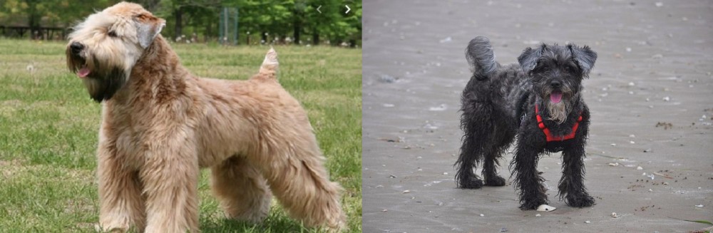 YorkiePoo vs Wheaten Terrier - Breed Comparison