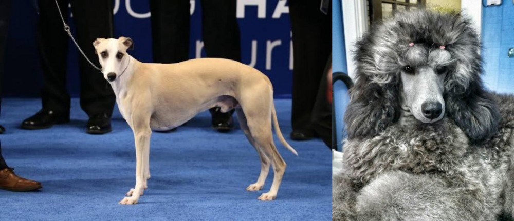 Standard Poodle vs Whippet - Breed Comparison
