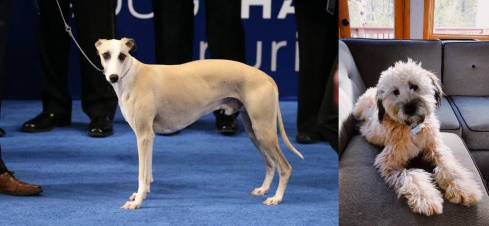 Whoodles vs Whippet - Breed Comparison