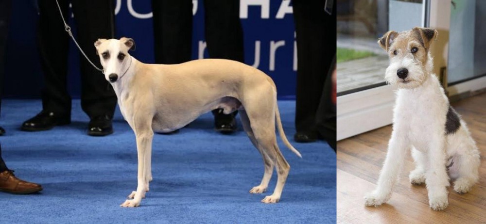 Wire Fox Terrier vs Whippet - Breed Comparison