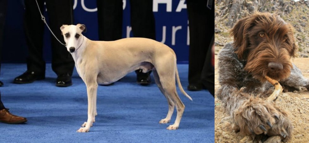 Wirehaired Pointing Griffon vs Whippet - Breed Comparison