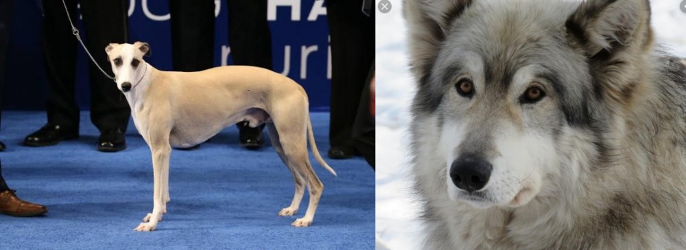 Wolfdog vs Whippet - Breed Comparison