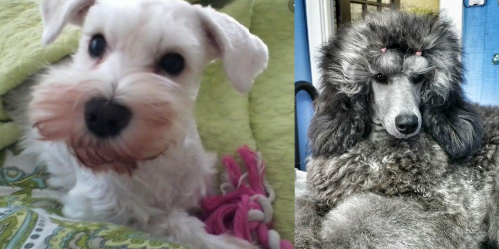 Standard Poodle vs White Schnauzer - Breed Comparison