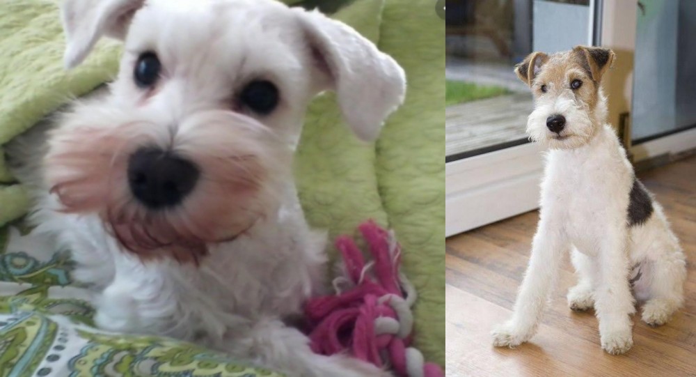 Wire Fox Terrier vs White Schnauzer - Breed Comparison